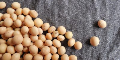 soybeans-org